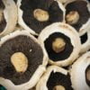 Mushrooms (Field)
