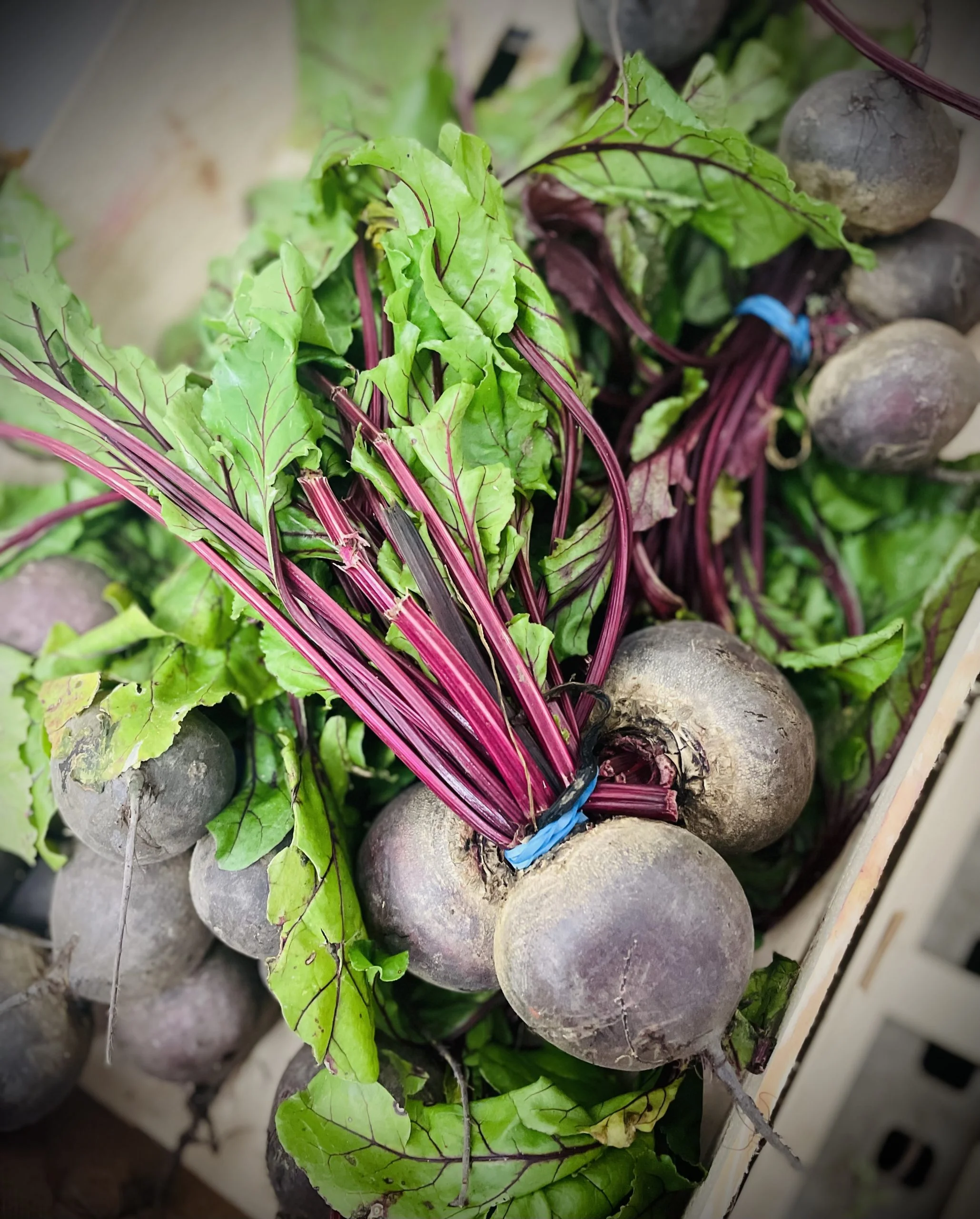 Fresh Beetroot